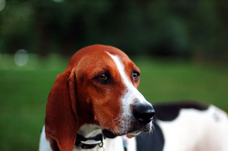 Treeing Walker Coonhound fotoğraf 2