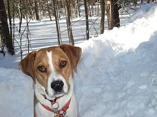 Treeing Walker Coonhound fotoğraf 3