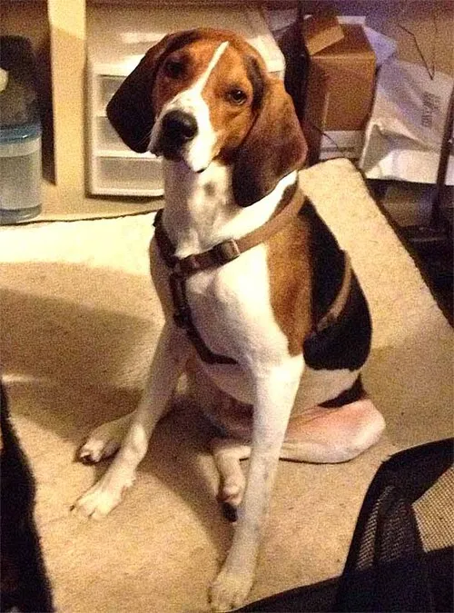 Treeing Walker Coonhound fotoğraf 4