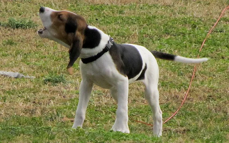 Treeing Walker Coonhound fotoğraf 5