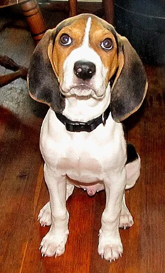Treeing Walker Coonhound fotoğraf 6