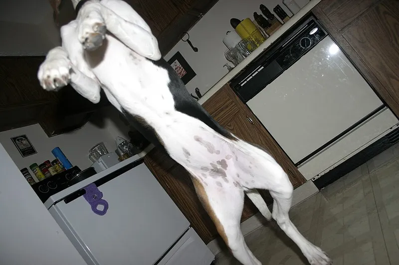 Treeing Walker Coonhound fotoğraf 7