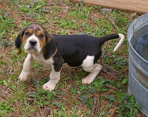 Treeing Walker Coonhound fotoğraf 8