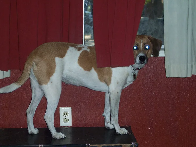 Treeing Walker Coonhound fotoğraf 9