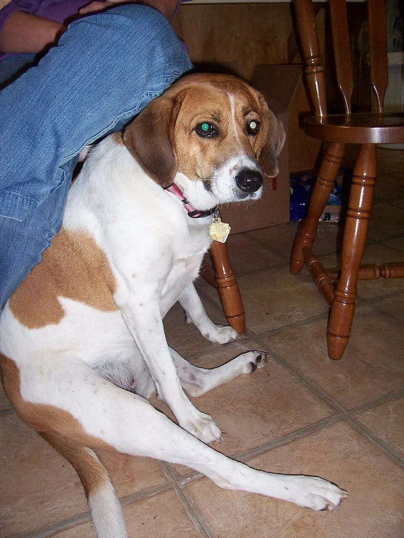 Treeing Walker Coonhound fotoğraf 10