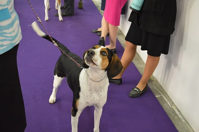 Treeing Walker Coonhound fotoğraf 11