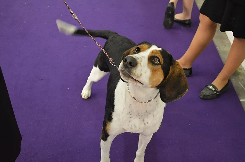 Treeing Walker Coonhound fotoğraf 12
