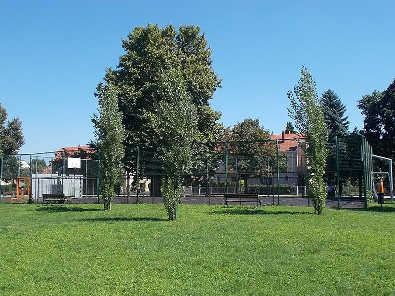 Vizsla fotoğraf 1