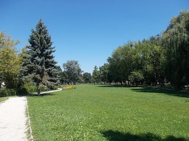 Vizsla fotoğraf 4