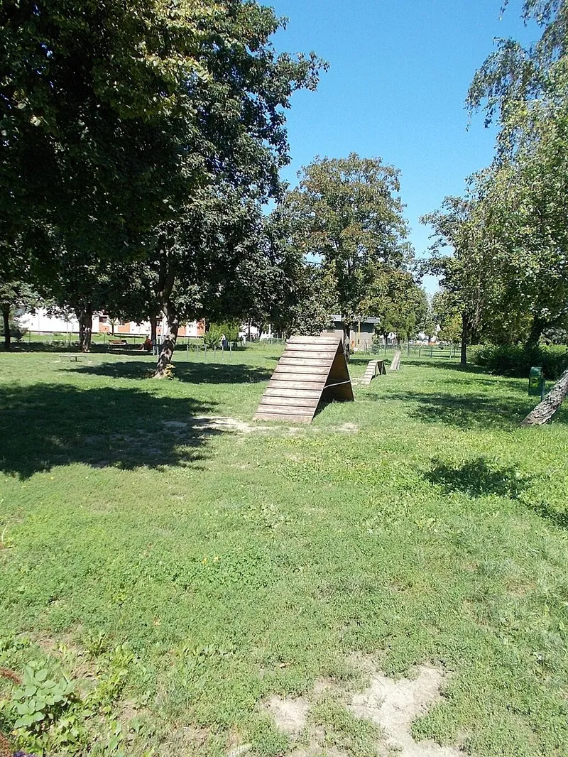 Vizsla fotoğraf 7