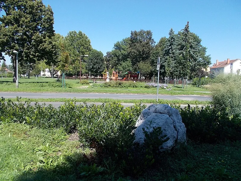 Vizsla fotoğraf 10