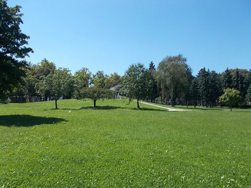 Vizsla fotoğraf 11