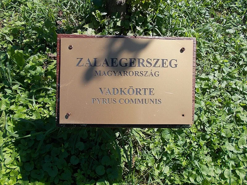 Vizsla fotoğraf 12