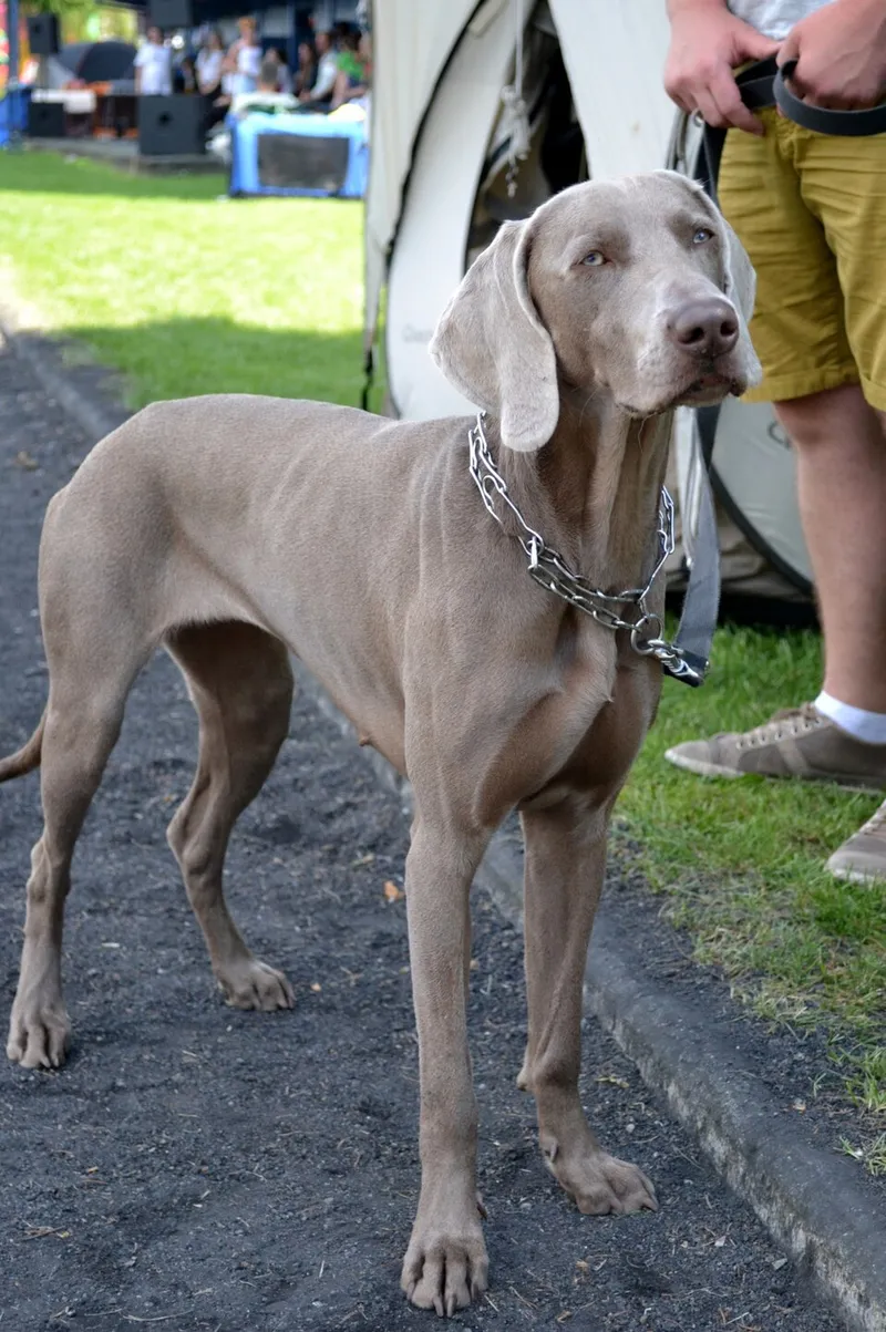 Weimaraner fotoğraf 1