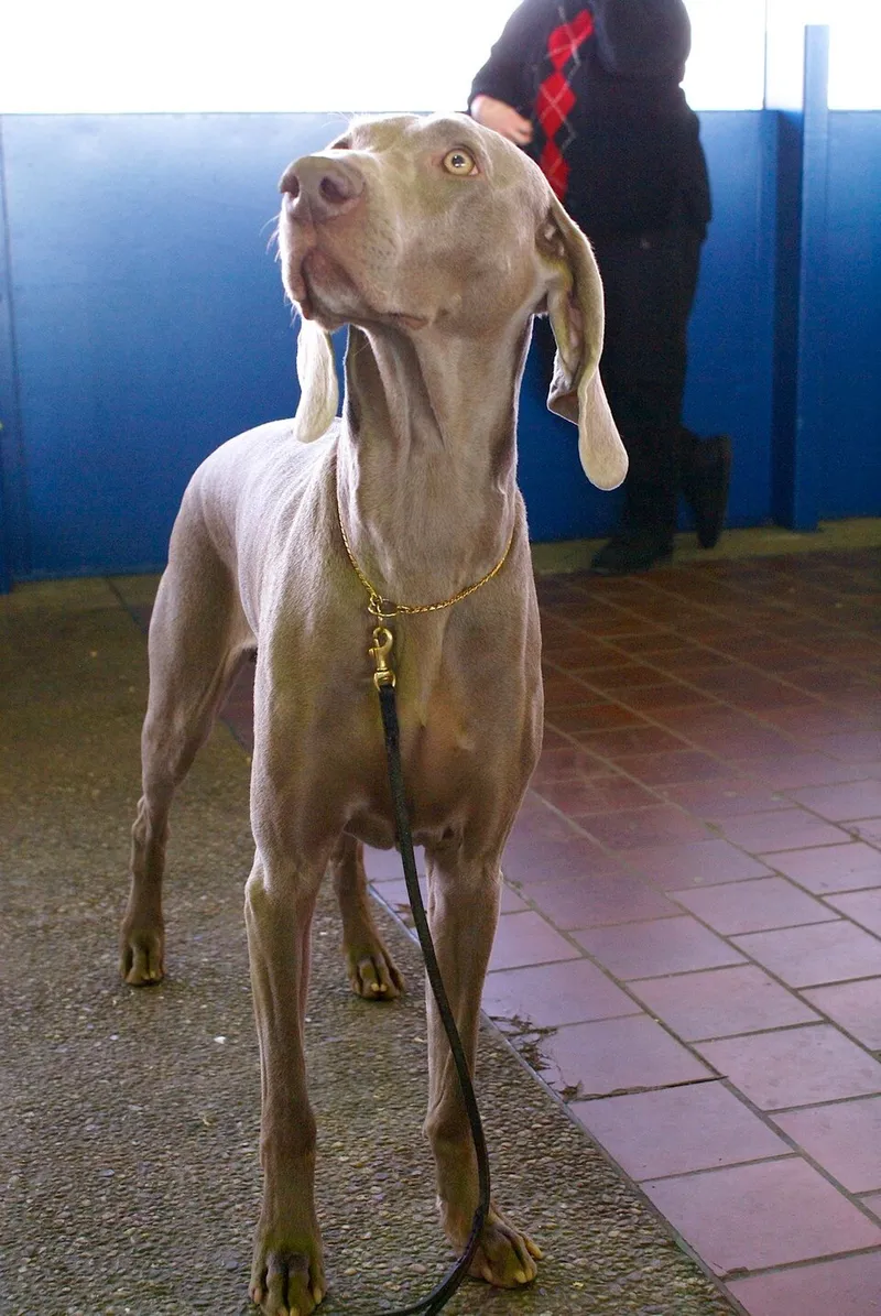 Weimaraner fotoğraf 3