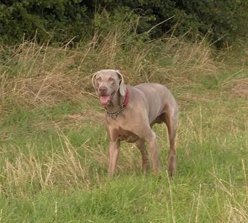 Weimaraner fotoğraf 4