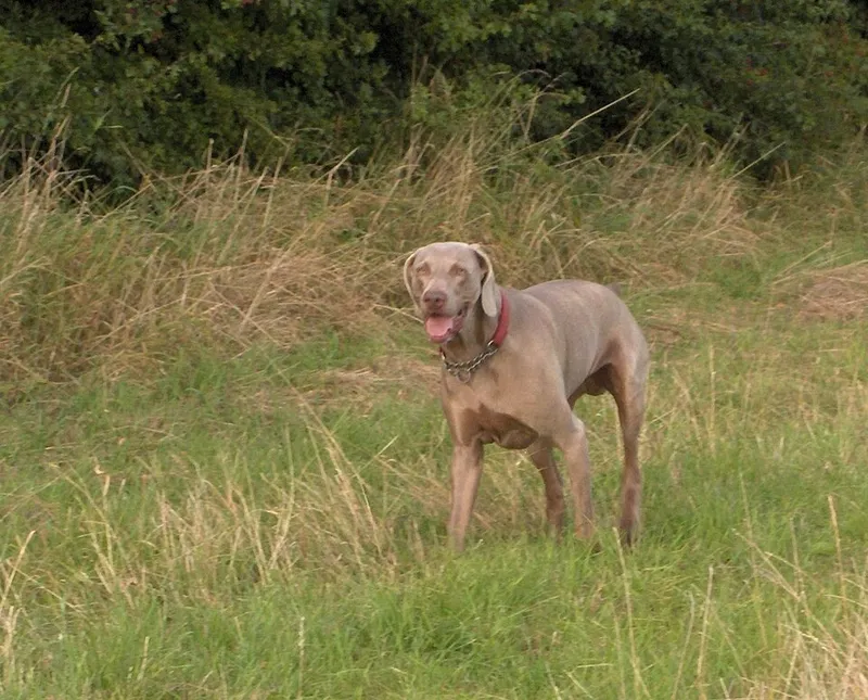 Weimaraner fotoğraf 5