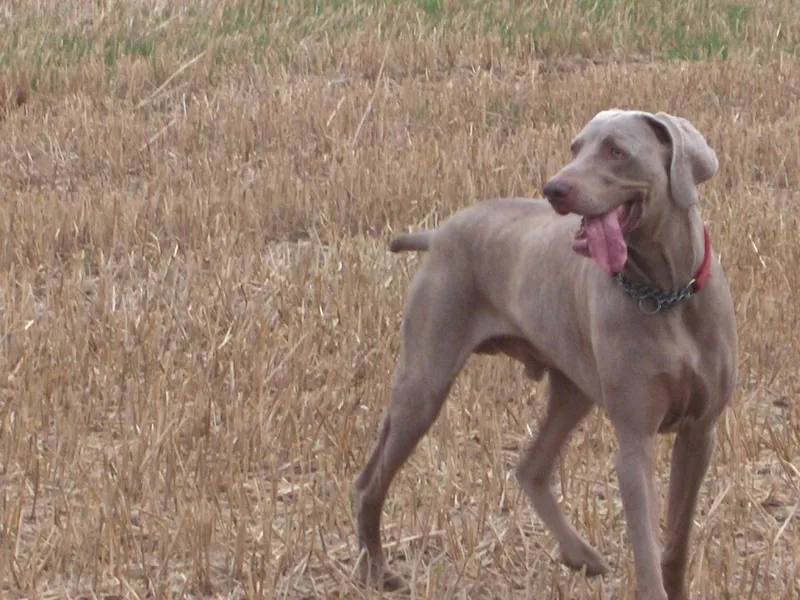 Weimaraner fotoğraf 6