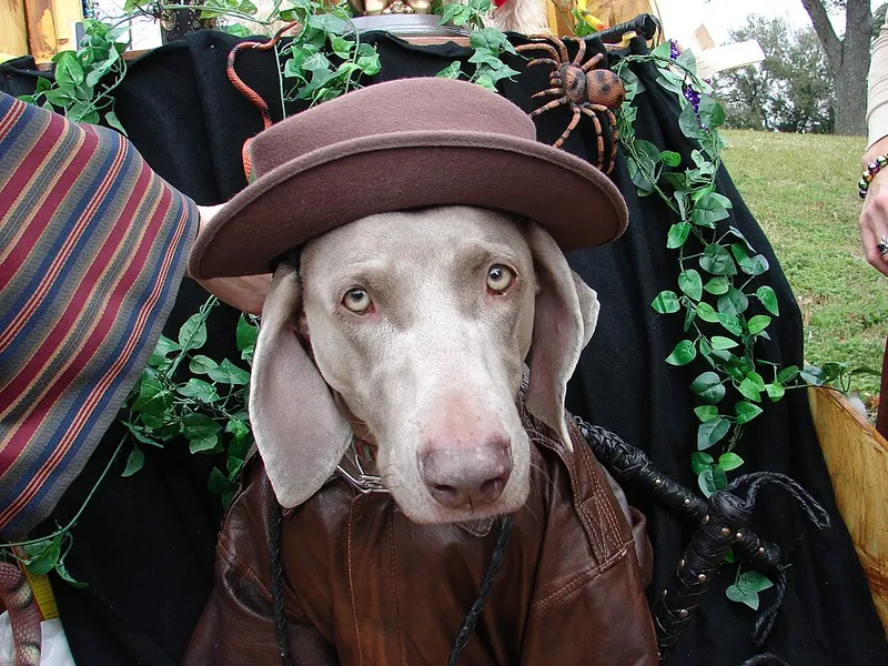 Weimaraner fotoğraf 7