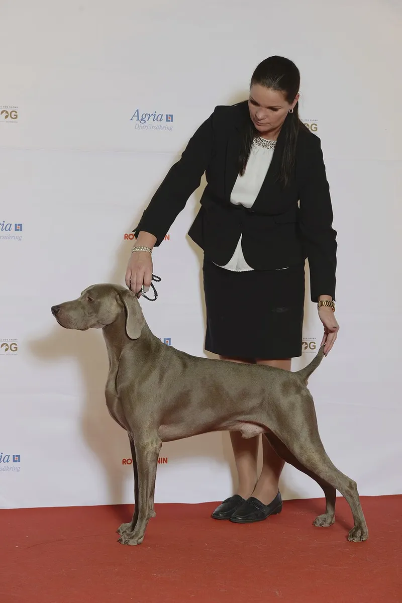 Weimaraner fotoğraf 8
