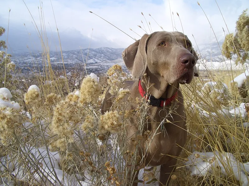 Weimaraner fotoğraf 9