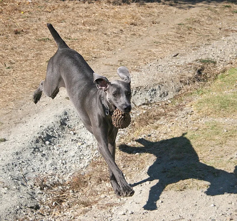 Weimaraner fotoğraf 10