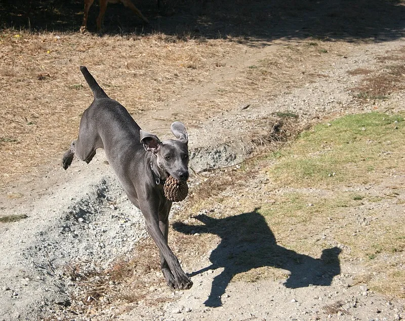 Weimaraner fotoğraf 11