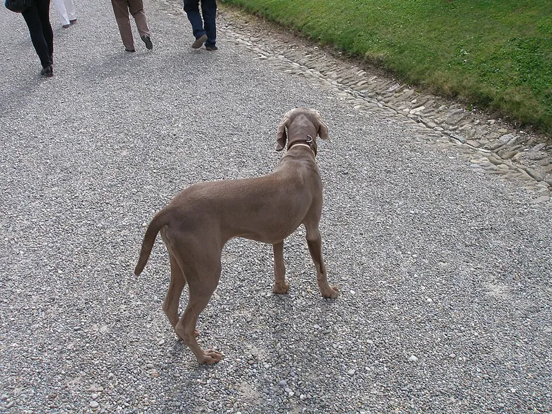Weimaraner fotoğraf 12