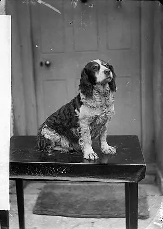 Welsh Springer Spaniel fotoğraf 1