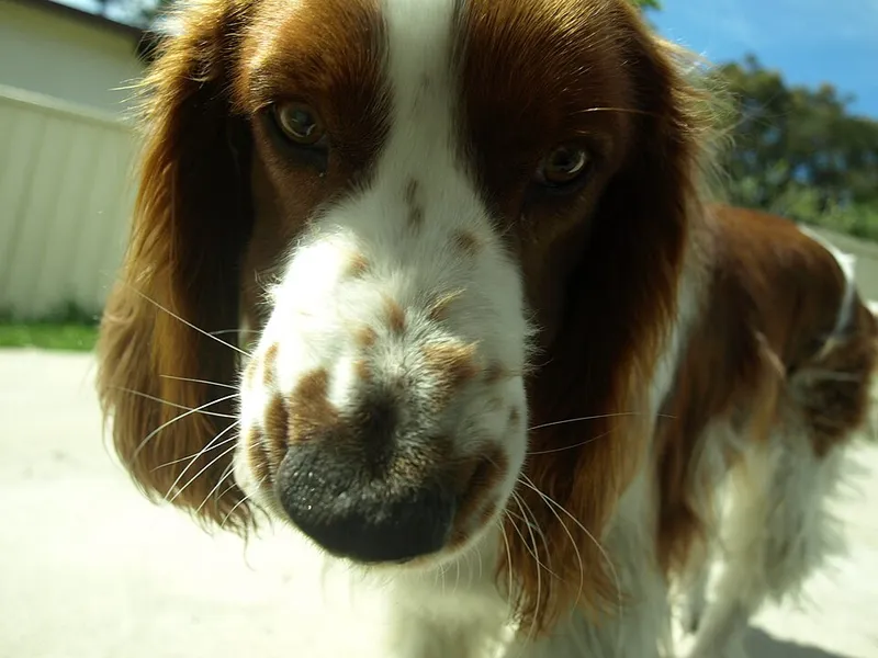 Welsh Springer Spaniel fotoğraf 2