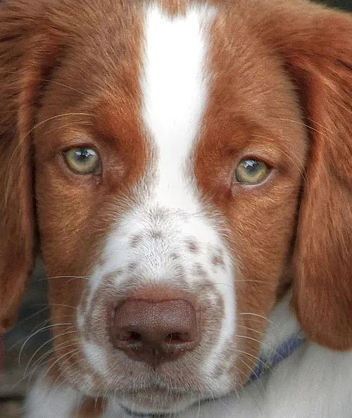 Welsh Springer Spaniel fotoğraf 3