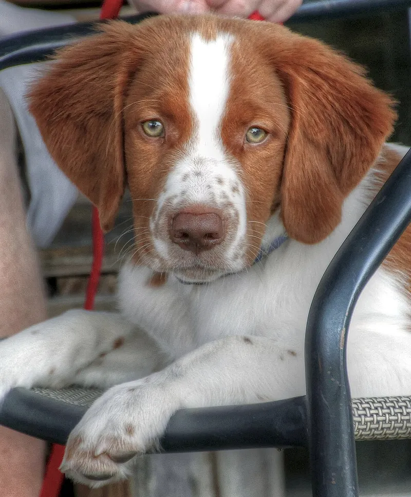 Welsh Springer Spaniel fotoğraf 4