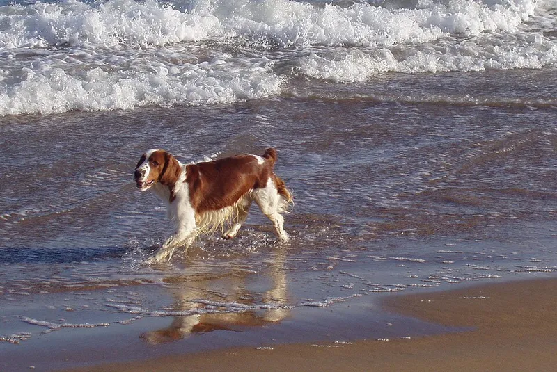 Welsh Springer Spaniel fotoğraf 5