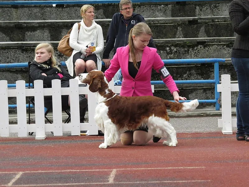 Welsh Springer Spaniel fotoğraf 6