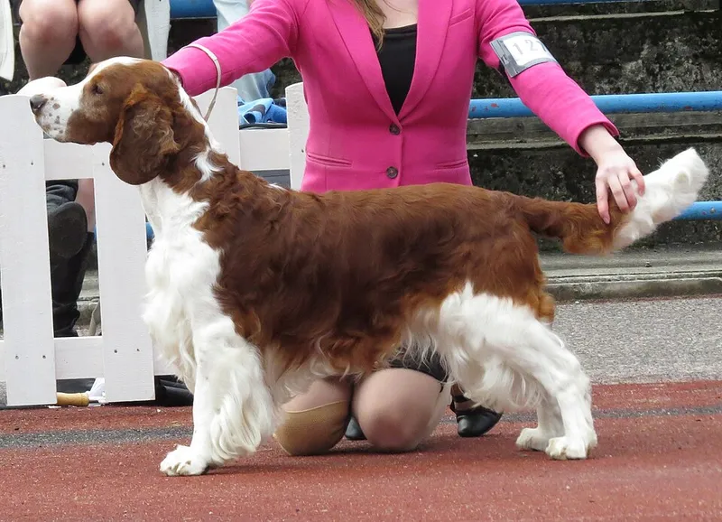 Welsh Springer Spaniel fotoğraf 7