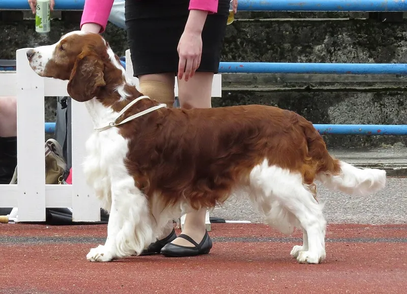 Welsh Springer Spaniel fotoğraf 8