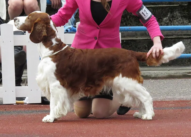 Welsh Springer Spaniel fotoğraf 9