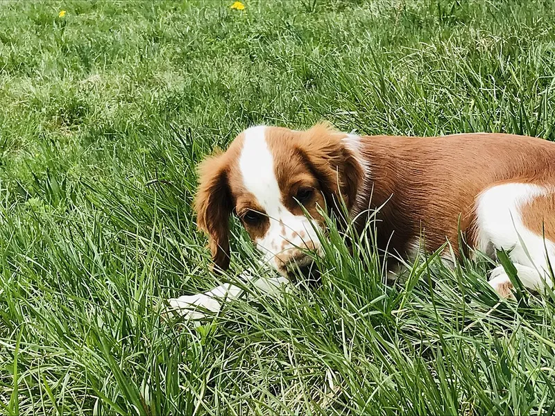 Welsh Springer Spaniel fotoğraf 10