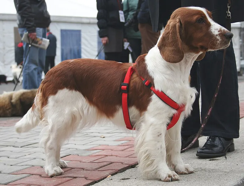 Welsh Springer Spaniel fotoğraf 11