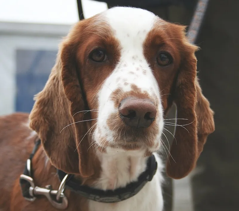 Welsh Springer Spaniel fotoğraf 12
