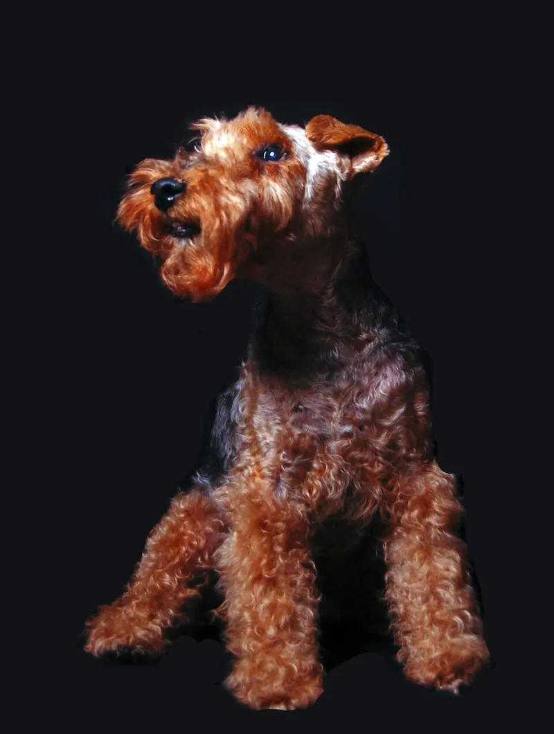 Welsh Terrier fotoğraf 1