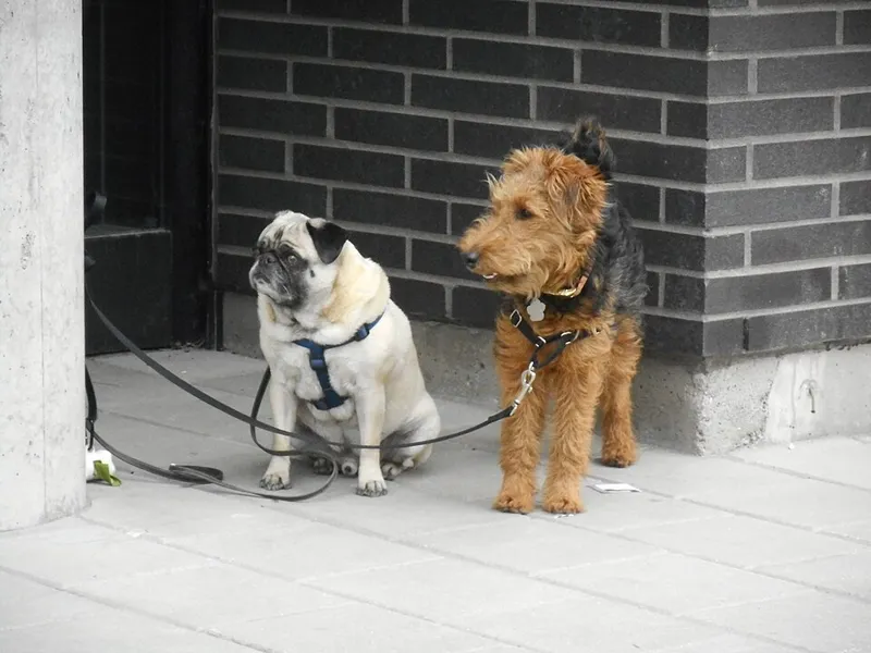 Welsh Terrier fotoğraf 2