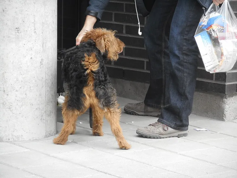Welsh Terrier fotoğraf 3