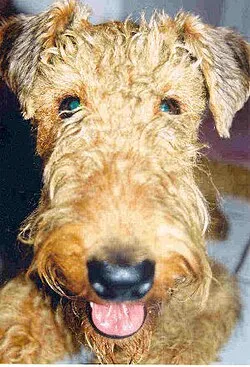 Welsh Terrier fotoğraf 5
