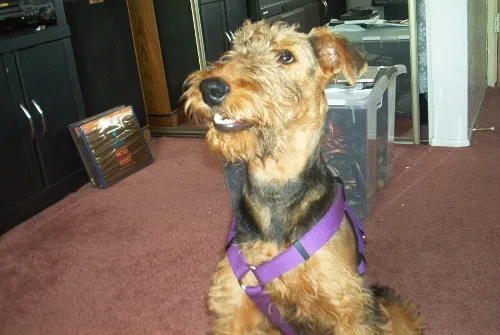 Welsh Terrier fotoğraf 6