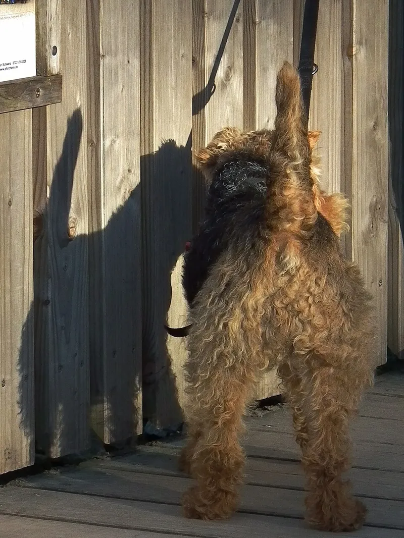 Welsh Terrier fotoğraf 7