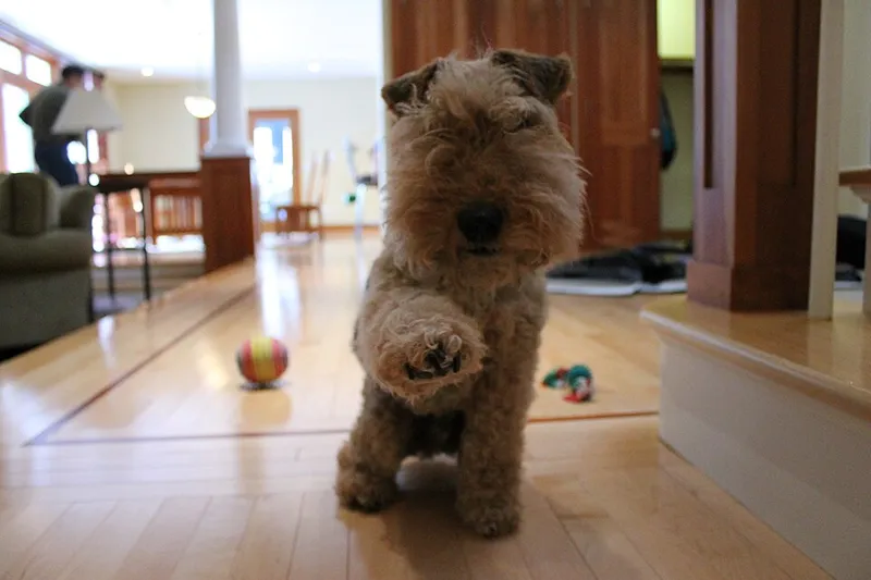Welsh Terrier fotoğraf 9