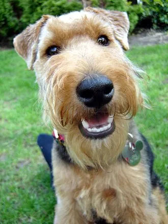 Welsh Terrier fotoğraf 10