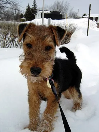 Welsh Terrier fotoğraf 11