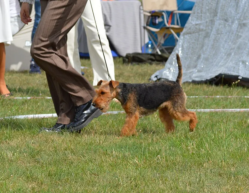 Welsh Terrier fotoğraf 12
